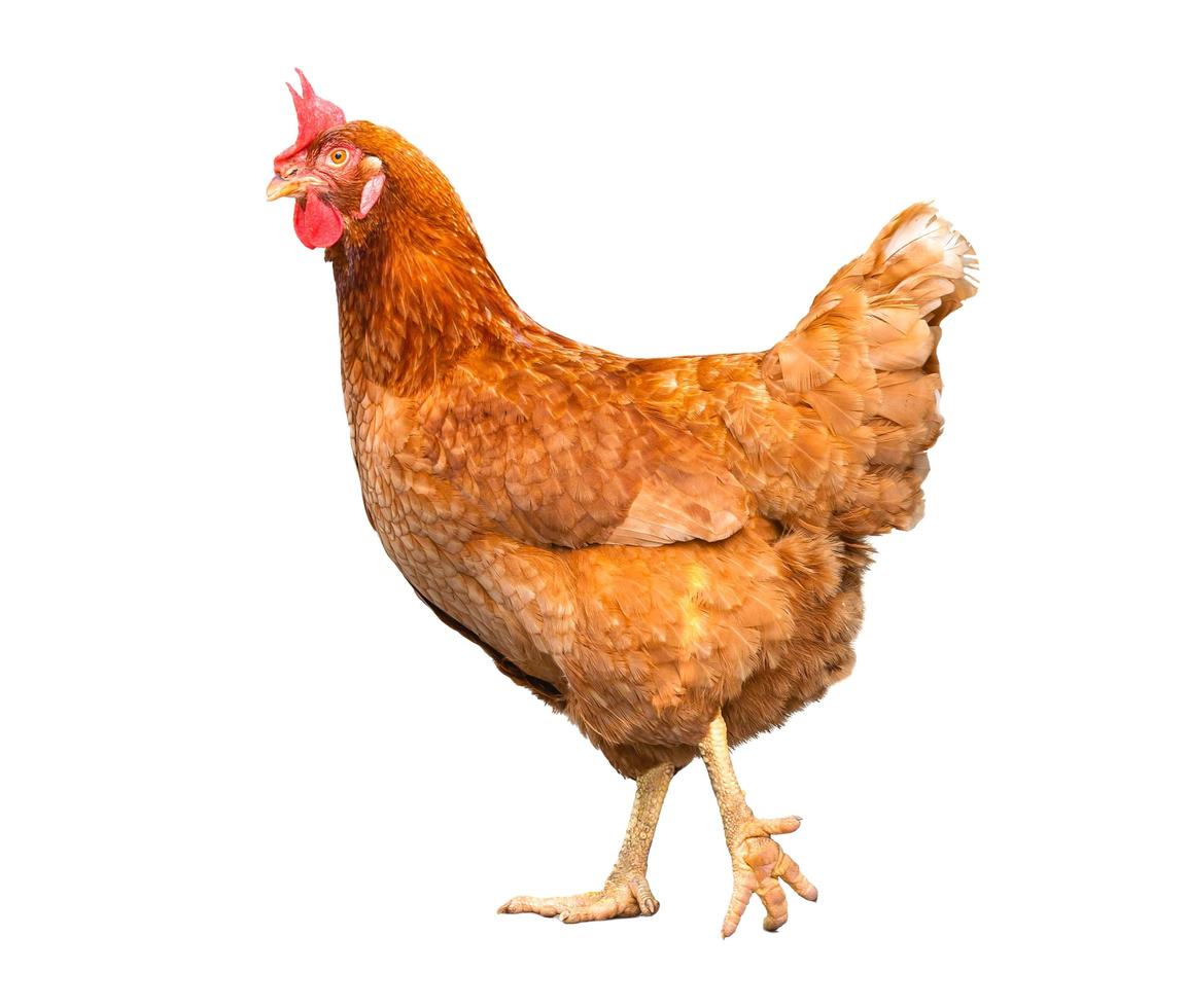 Frango limpo congelado